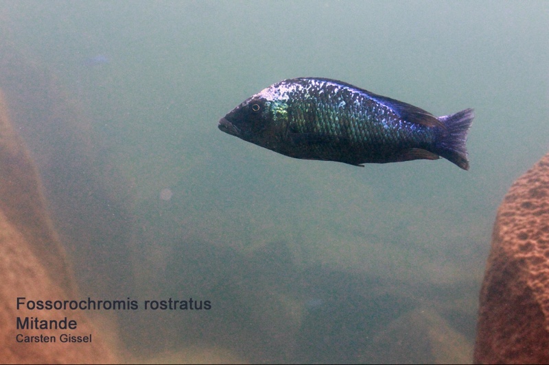 Fossorochromis rostratus 'Mitande Reef'